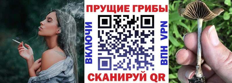 Псилоцибиновые грибы Cubensis  Белоярский 